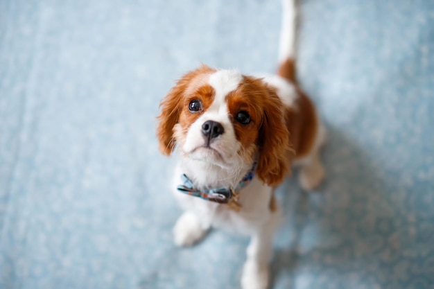 Portrait of Cavalier King Charles Spaniel. A beautiful breed of dogs.