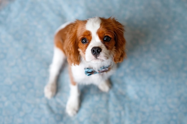 Portrait of Cavalier King Charles Spaniel. A beautiful breed of dogs.