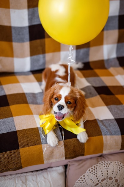 Portrait of Cavalier King Charles Spaniel in colorful balloons on the couch celebrates birthday