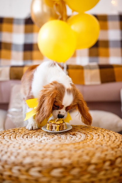 Portrait of Cavalier King Charles Spaniel in colorful balloons on the couch celebrates birthday