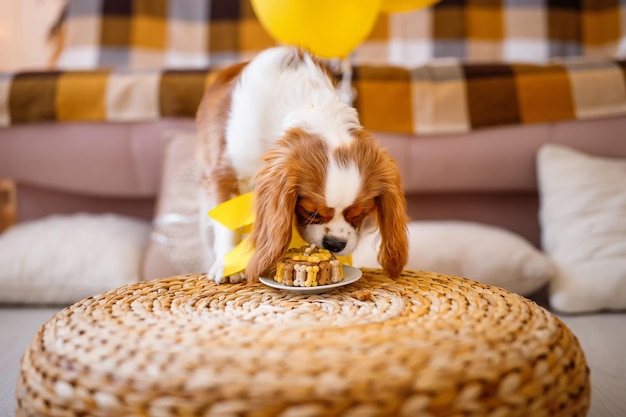 Portrait of Cavalier King Charles Spaniel in colorful balloons on the couch celebrates birthday