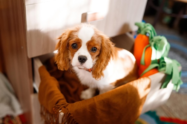 Portrait of Cavalier King Charles Spaniel. The dog sits in a closet drawer