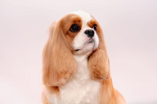 Portrait of a Cavalier King Charles Spaniel dog