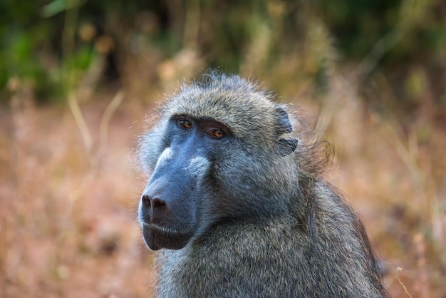 Portrait of a Chacma baboon monkey in the Chobe National Park Botswana