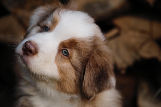 Portrait of charming Australian Shepherd puppy against background of chopped logs in village