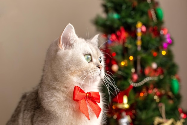 Portrait of a charming white cat in a red bow tie sits near the Christmas tree