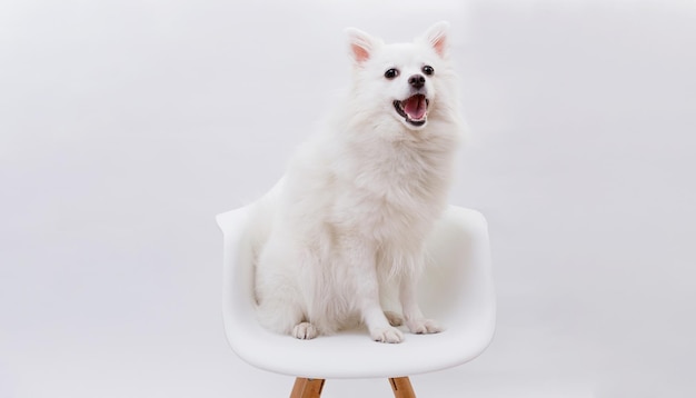 Portrait of a charming white Pomeranian dog sitting on a chair Gray background Make room for the text Wideangle horizontal wallpaper or web banner