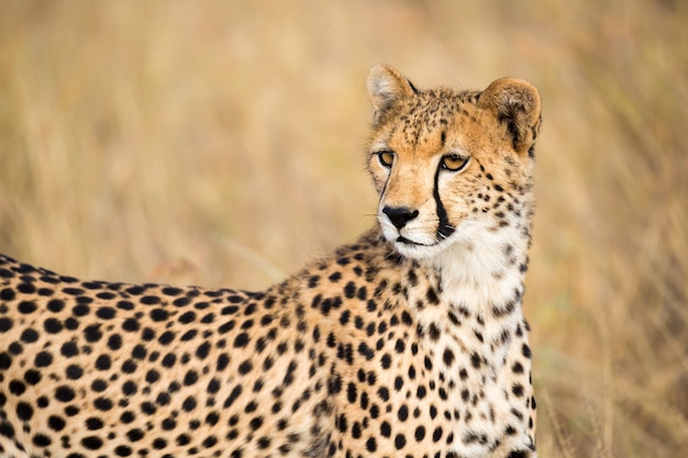 A portrait of a cheetah in the grass landscape