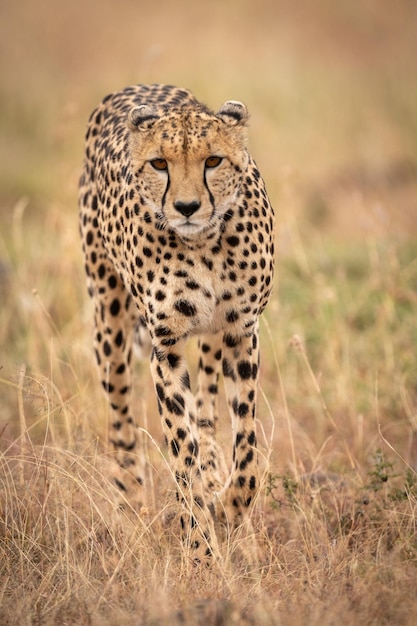 Portrait of cheetah walking on field