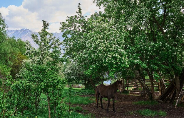 Portrait of a chestnut horse in a summer field