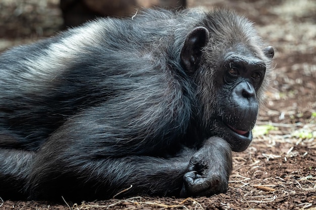 Portrait of the chimpanzee Pan Troglodytes