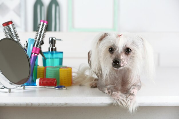 Photo portrait of chinese crested dog at barbershop