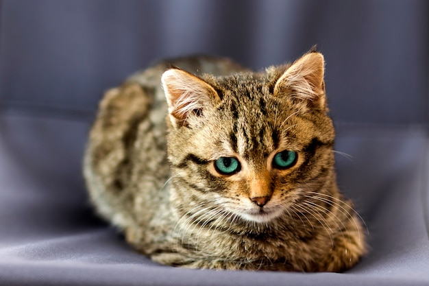 Portrait close-up picture on little cat with blue eyes