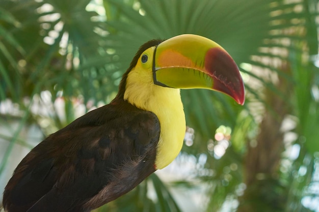 Portrait close up of a toucan in the forest