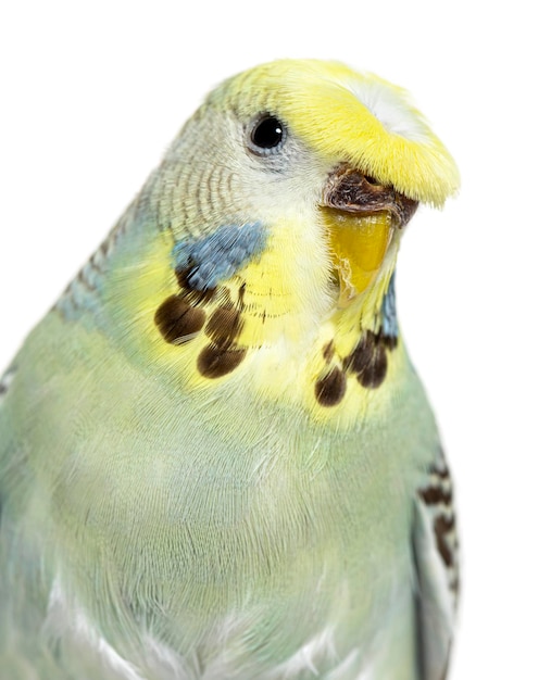 Portrait closeup of a Budgerigar grey crested head isolated on