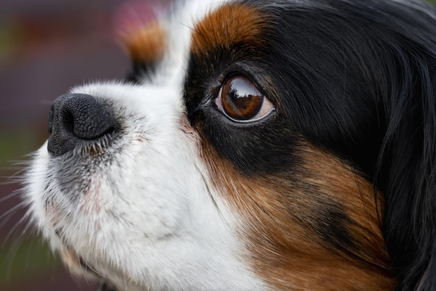 Portrait of a closeup dog of the Cavalier King Charles Spaniel breed