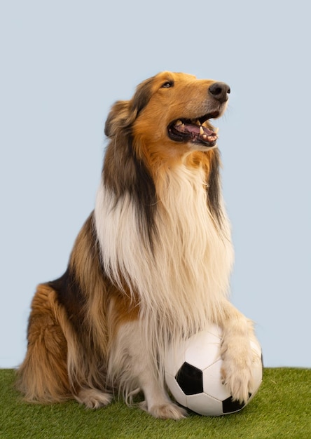 Portrait of a collie dog posing with the soccer ball