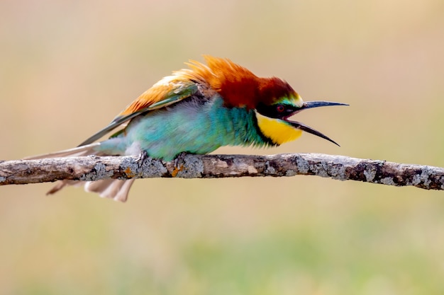 Portrait of a colorful angry bird