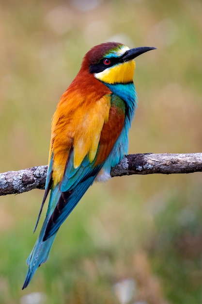 Portrait of a colorful bird