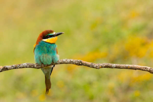 Portrait of a colourful bird  