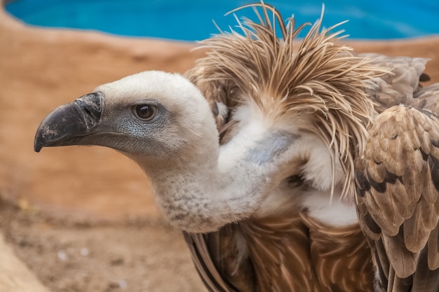 Portrait Of Condor