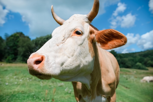 Portrait of a cow on a farm close up