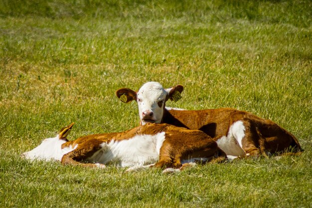 Photo portrait of cow relaxing on field