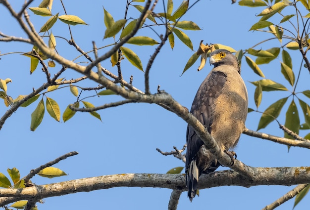 Portrait of Crested Serpent Eagle Spilornis cheela perched on tree branch