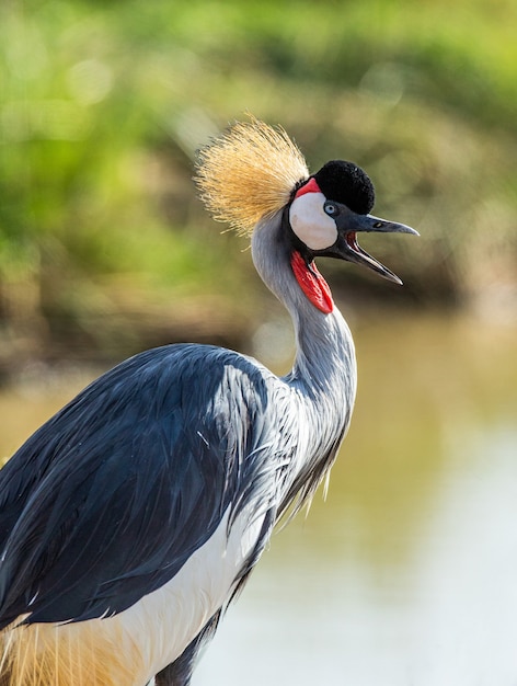 Portrait of a crowned crane