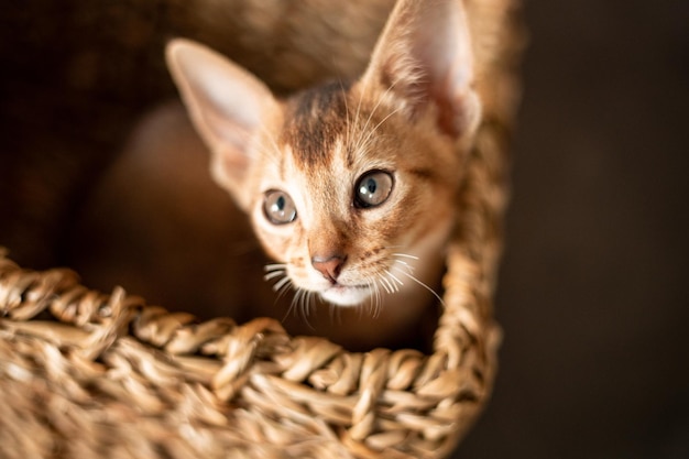 Photo portrait cute abyssinian red ginger kitten with big ears in wicker brown basket at home happy