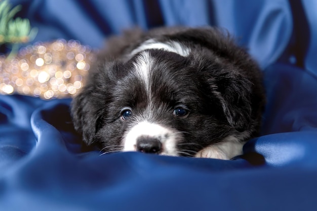 Portrait of a cute adorable beautiful black and white border collie puppy lying on the blue bedspread