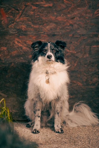 Portrait of the cute adorable black and white Border Collie female on red background animal concept