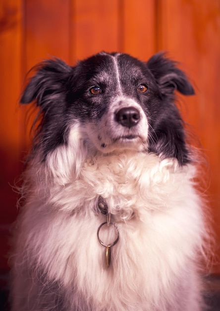 Portrait of the cute adorable black and white Border Collie female on red background