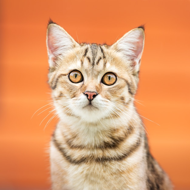 Portrait of the cute asian brown cat