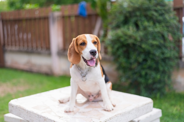 Portrait of cute beagle on the table