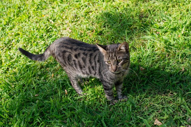 Portrait of cute beautiful kitten as domestic animal