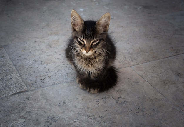 Portrait of cute beautiful kitten as domestic animal