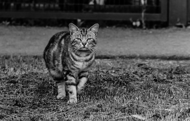 Portrait of a cute beautiful tabby cat on a walk