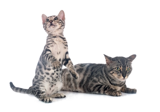 Portrait of cute Bengal cats