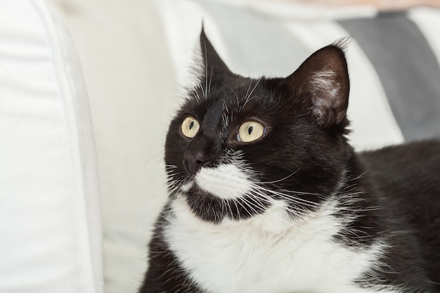 Portrait of a cute black and white long haired cat with yellow eyes