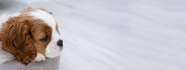 portrait of cute Blenheim King Charles Spaniel dog puppy in a indoor home setting with space