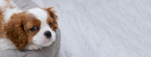 portrait of cute Blenheim King Charles Spaniel dog puppy in a indoor home setting with space