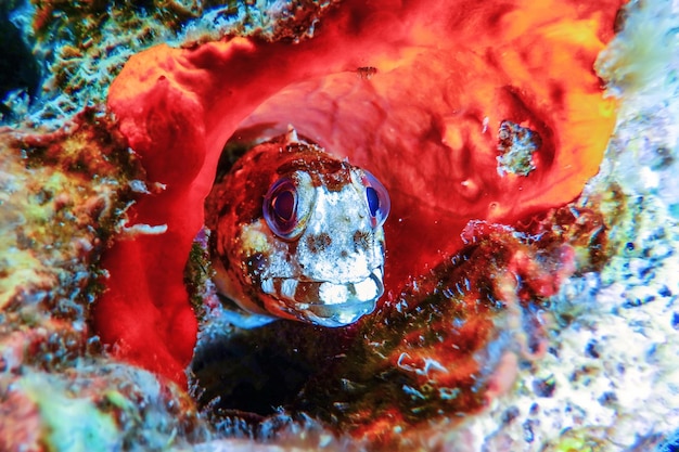 Portrait Of Cute Blenny fish Close up