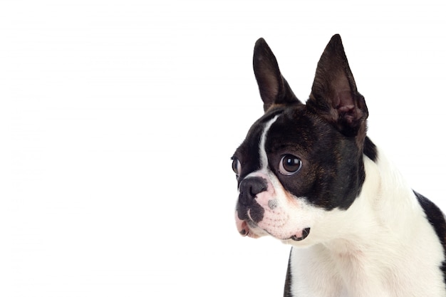 Portrait of a cute boston terrier