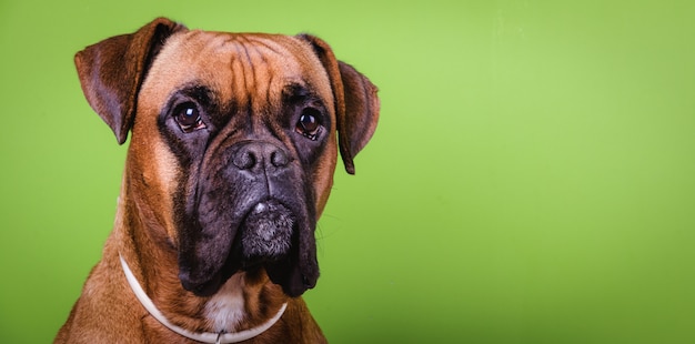 Portrait of cute boxer dog background