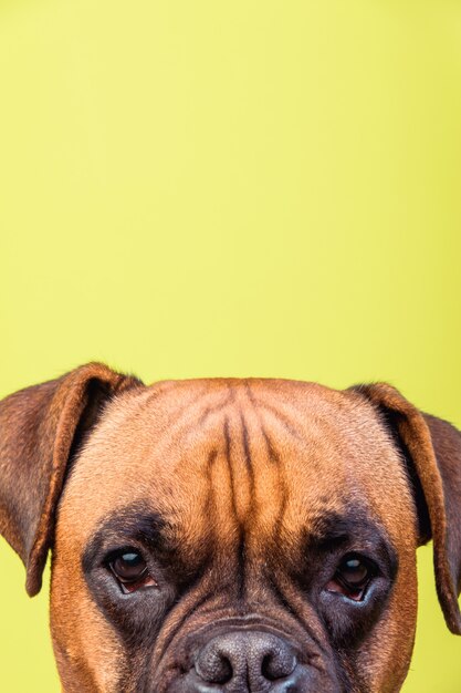 Portrait of cute boxer dog on background