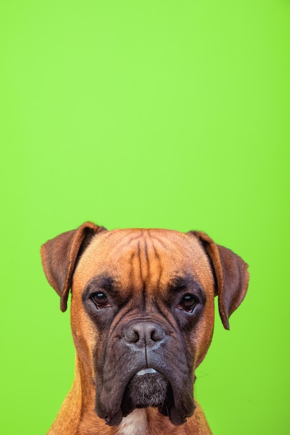 Portrait of cute boxer dog on colorful walls, green, copy space