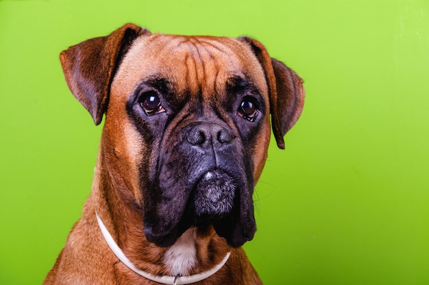 Portrait of cute boxer dog