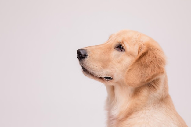 Portrait of cute brown Golden Retriever dog looking to snack or food on grey