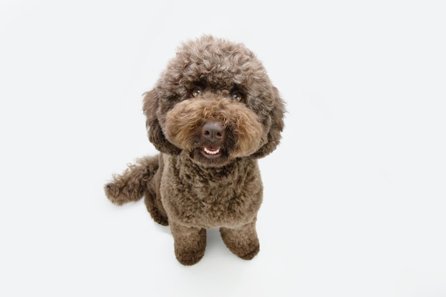 Portrait cute brown poodle puppy dog looking up Isolated on white background